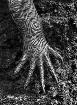 Iguana hand, from Genesis. Image (c) Sebastiao Salgado.
